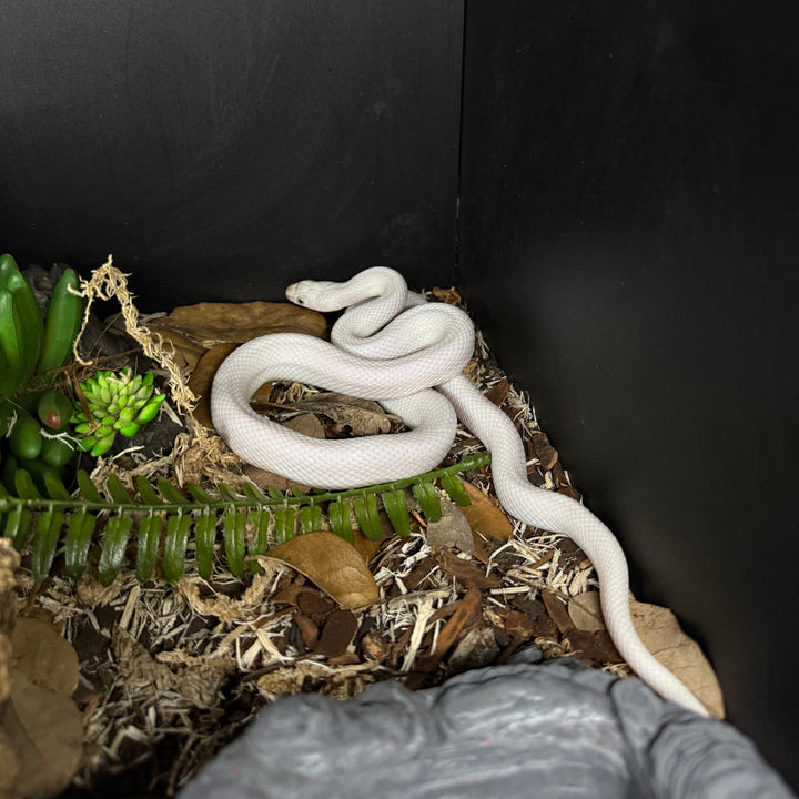 Pantherophis obsoletus lindheimeri (Texas Rat Snake) Leucistic UNSEXED