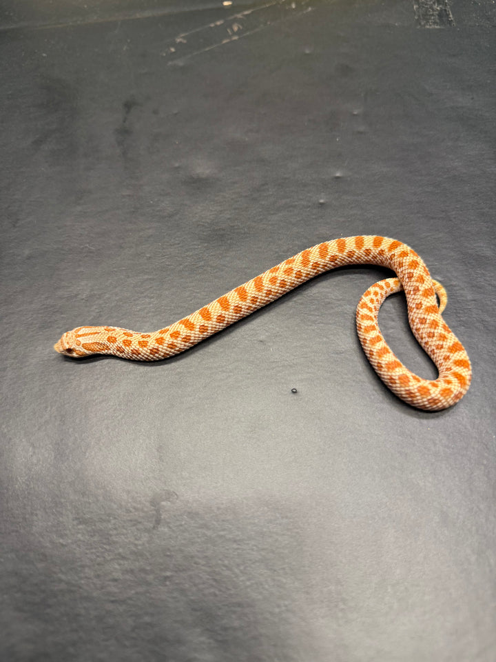 Heterodon nasicus (Hognose Snake) Toffee - Female