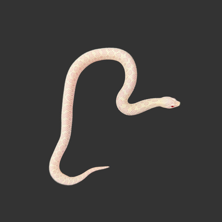 Heterodon nasicus (Hognose Snake) Snow (Axanthic Albino) FEMALE