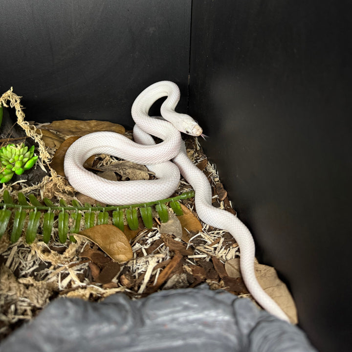 Pantherophis obsoletus lindheimeri (Texas Rat Snake) Leucistic UNSEXED
