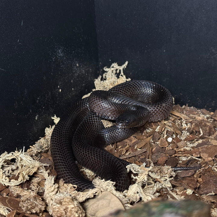 Lampropeltis splendida nigrita (Mexican Black Kingsnake) UNSEXED