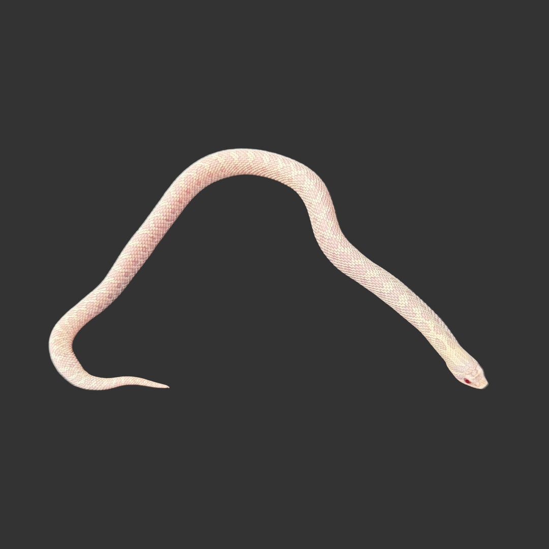Heterodon nasicus (Hognose Snake) Snow (Axanthic Albino) FEMALE