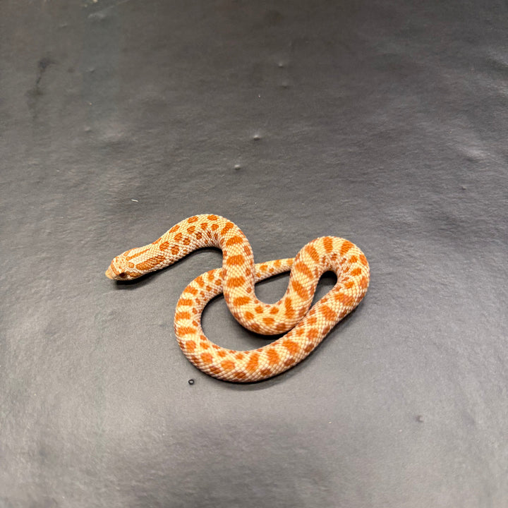 Heterodon nasicus (Hognose Snake) Toffee - Female