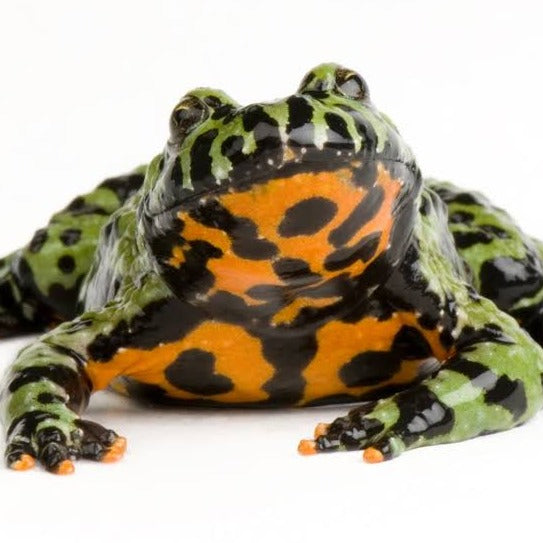 Bombina orientalis (Fire Belly Toad) 1"