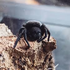 Gandanameno echinata (Namibiian Velvet Spider) 0.125"