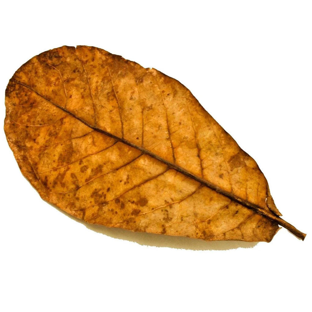 Josh's Frogs Dried Cocoa Leaf Litter (10 Leaves) – Reptifiles
