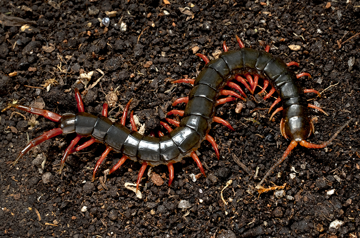 Scolopendra c.f. japonica (Yunnan Red)