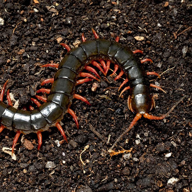 Scolopendra c.f. japonica (Yunnan Red)
