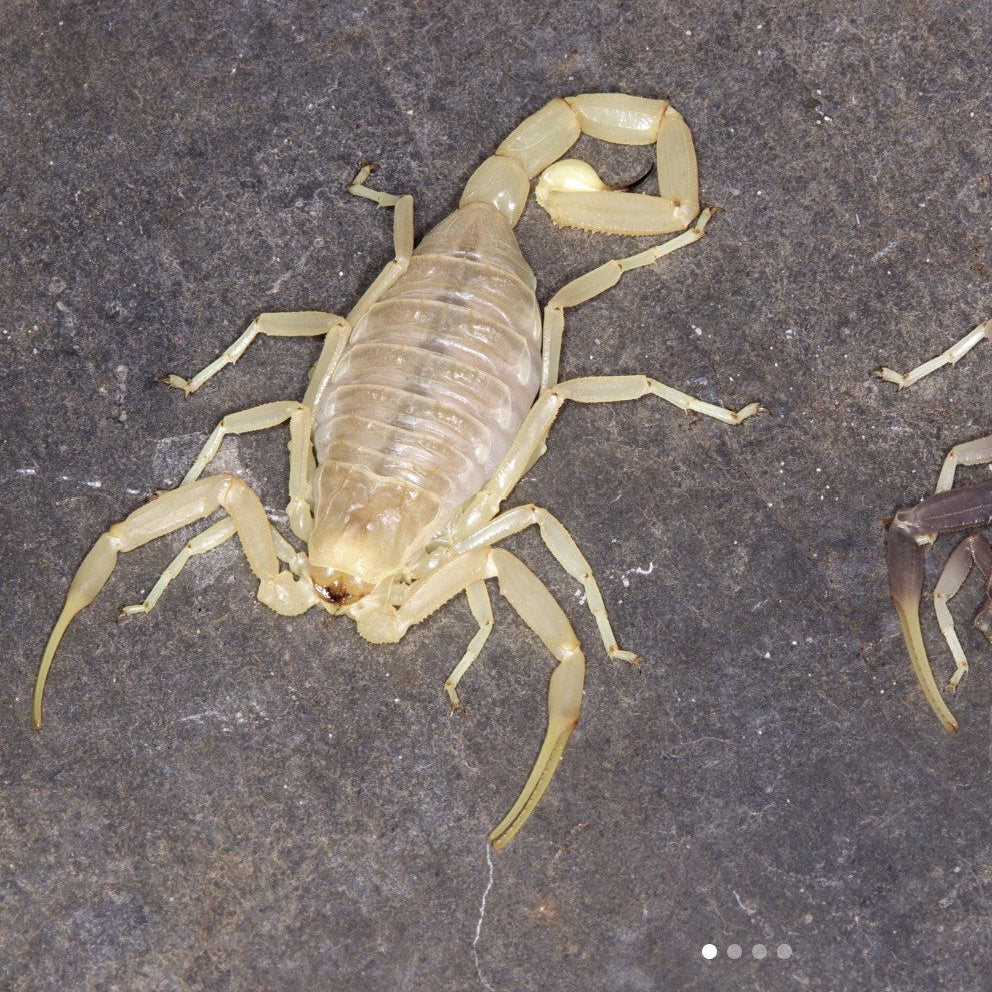 Leiurus jordanensis 'Albino' (Albino Black Deathstalker)