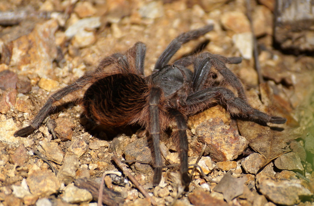 Aphonopelma caniceps (Mexican Black) 0.25"