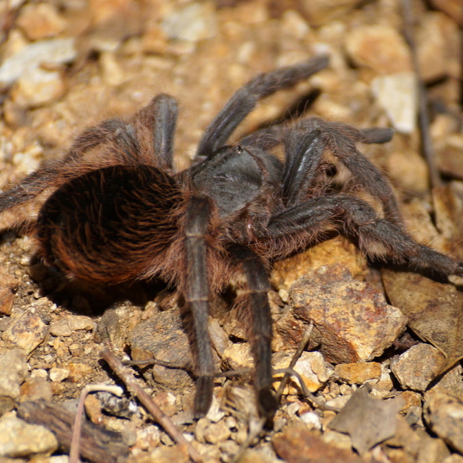 Aphonopelma caniceps (Mexican Black) 0.25"