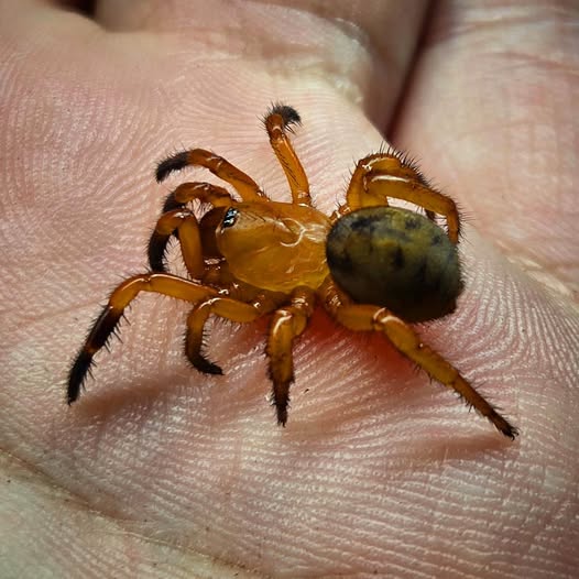 Latouchia rufa (Red Trap Door)