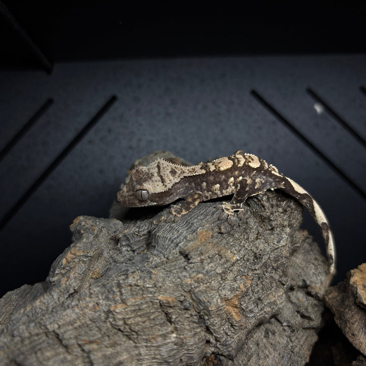 Correlophus ciliatus (Crested Gecko) Juvenile - Lily White