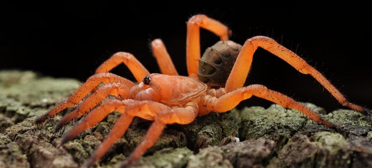 洋楽 FRESH AIR 04.06 RED SPIDER BARRIER FREE Liphistius sp 'Red' (Red Armored Trap Door) – Spider Shoppe