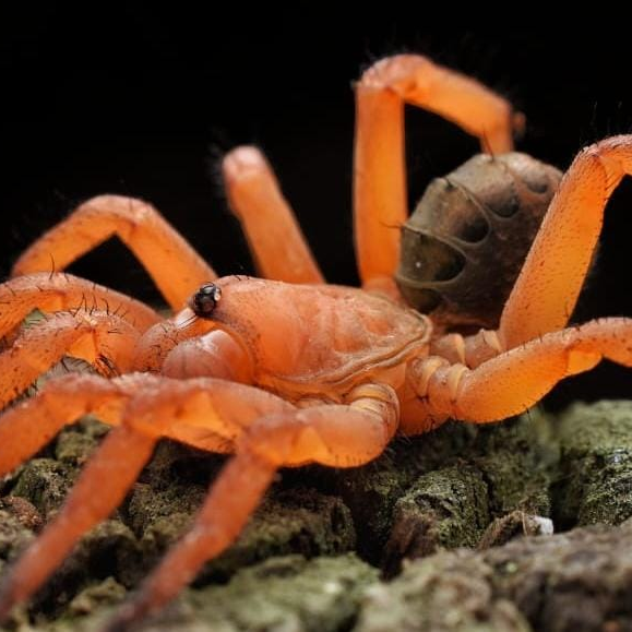 Liphistius sp 'Red' (Red Armored Trap Door)