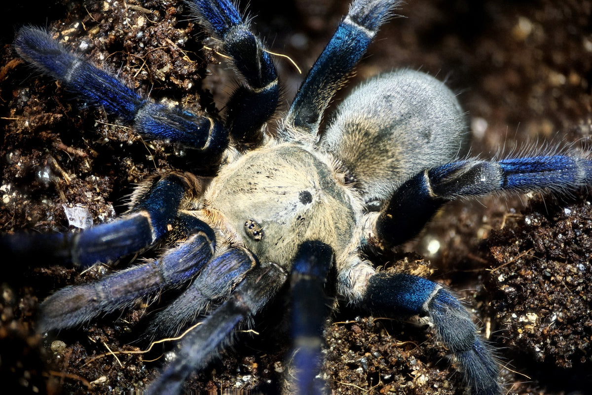 Tarantula Spider Shop | Where To Buy Spiders – ZLJP