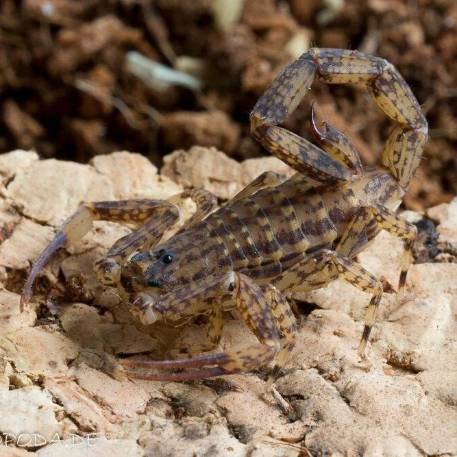 Lychas mucronatus (Chinese Swimming Scorpion) 1-2"