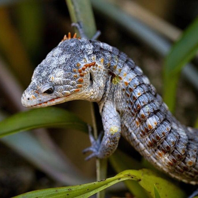 Abronia lythrochila (Mexican Aliigator Lizard)
