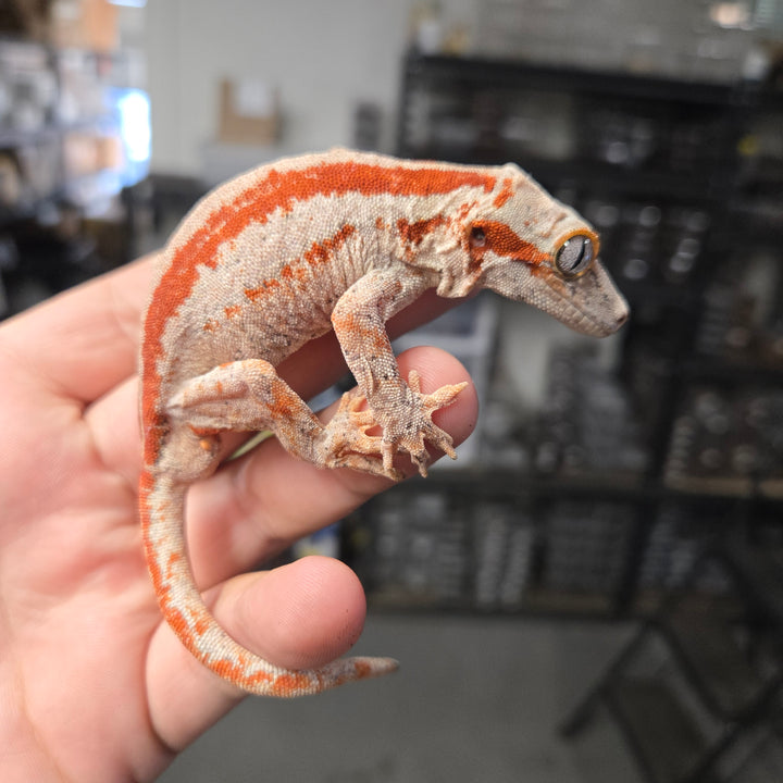 Rhacodactylus auriculatus (Gargoyle Gecko) Red Stripe PAIR