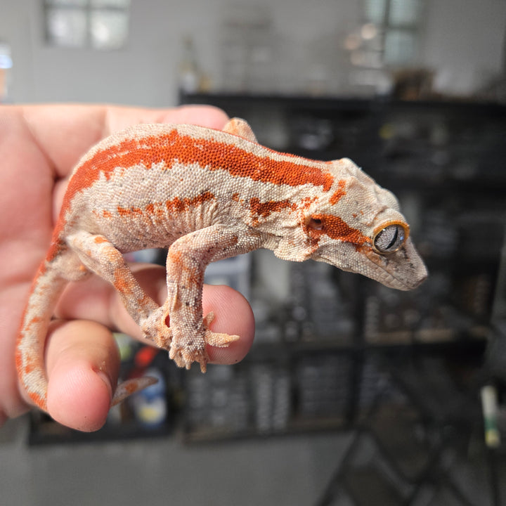 Rhacodactylus auriculatus (Gargoyle Gecko) Red Stripe PAIR