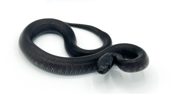 Lampropeltis getula nigrita (Mexican Black King Snake) 12"
