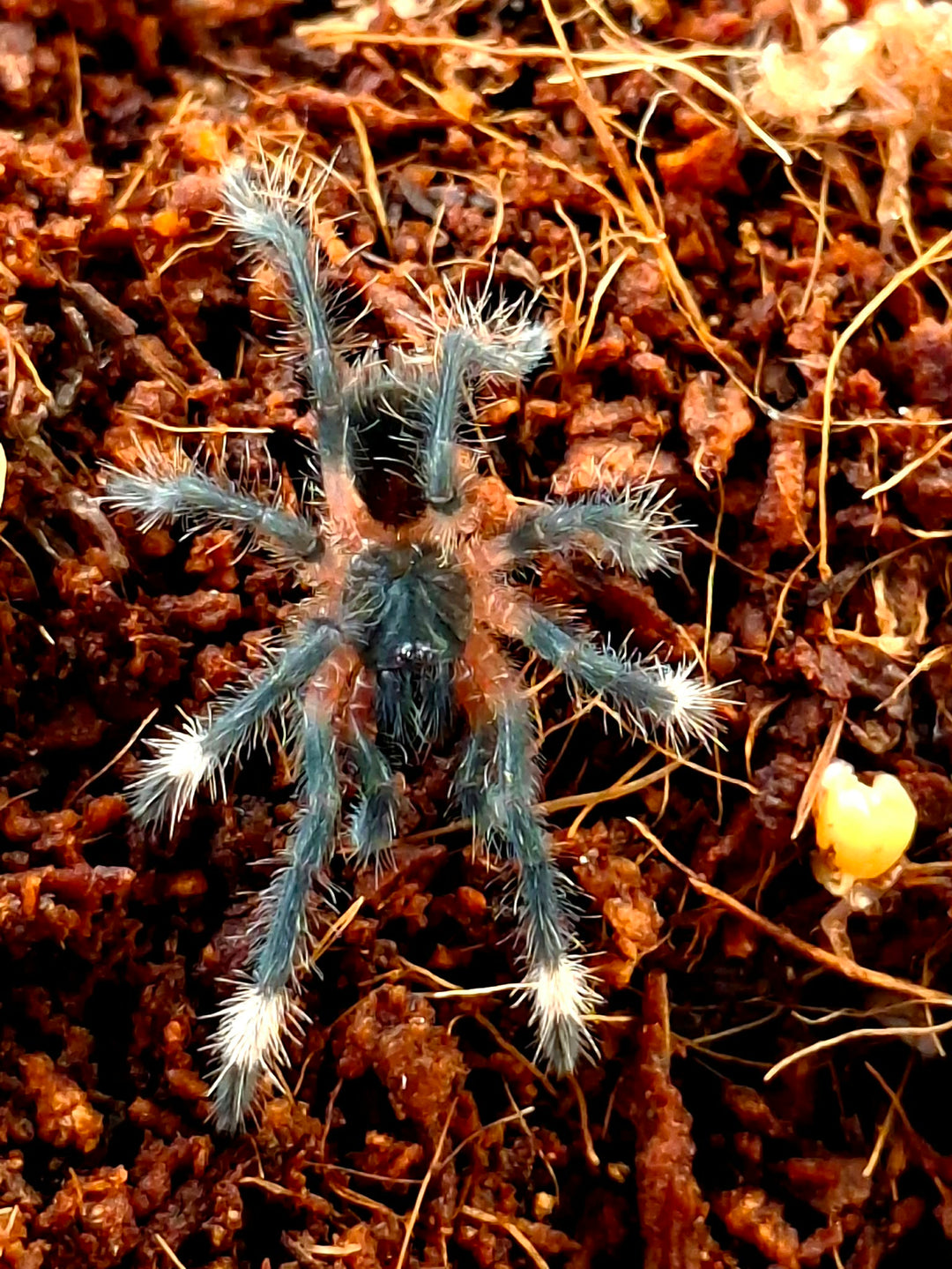 Sericopelma melanotarsum (Coffee Tarantula)