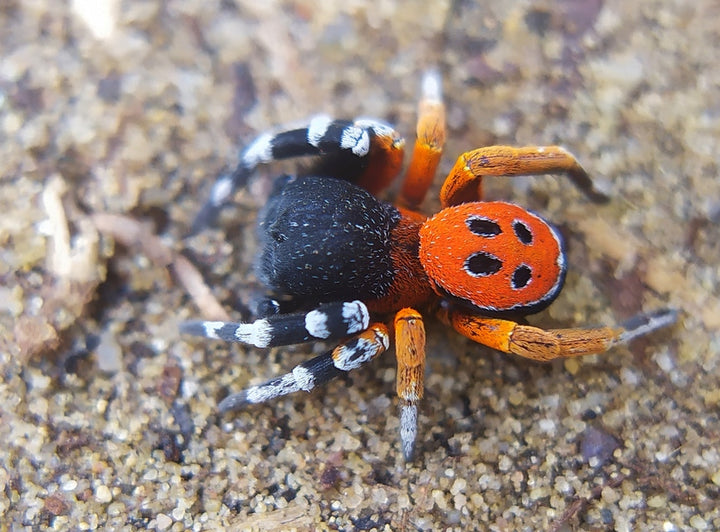 Eresus moravicus (Gold-Faced Ladybird Spider) 0.125"