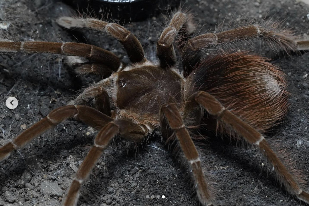 Megaphobema sp 'White'