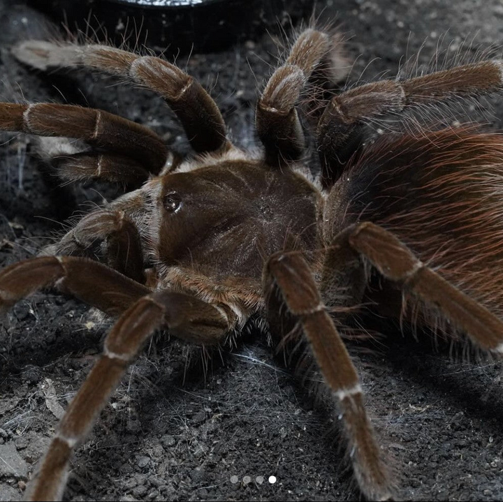 Megaphobema sp 'White'