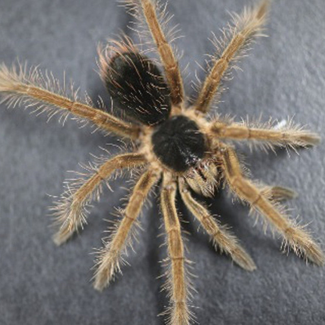 Megaphobema sp 'White'
