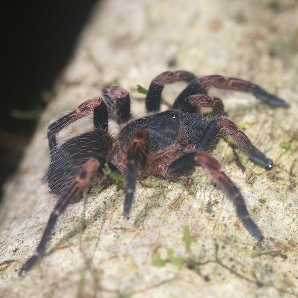 What's New? Tarantulas – Spider Shoppe