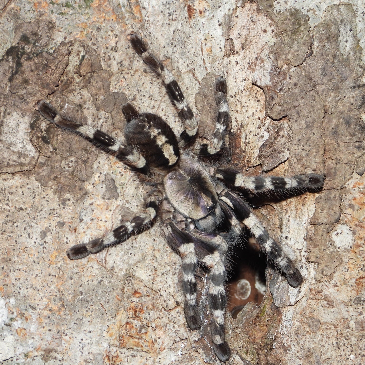 Tarantulas – Tagged 