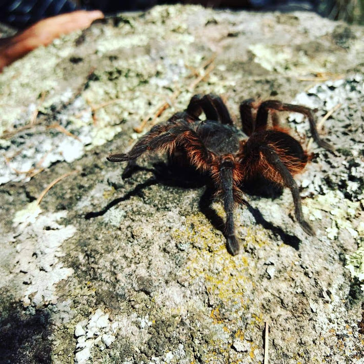 Aphonopelma caniceps (Mexican Black) 0.25"