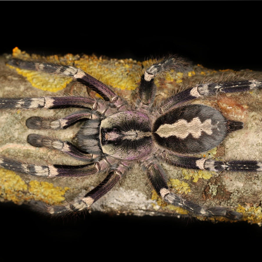 Poecilotheria smithi (Yellow-Backed Ornamental) 1"