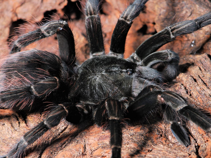 Pamphobeteus sp 'Costa' (Costa Purple Birdeater) 3.5" FEMALE