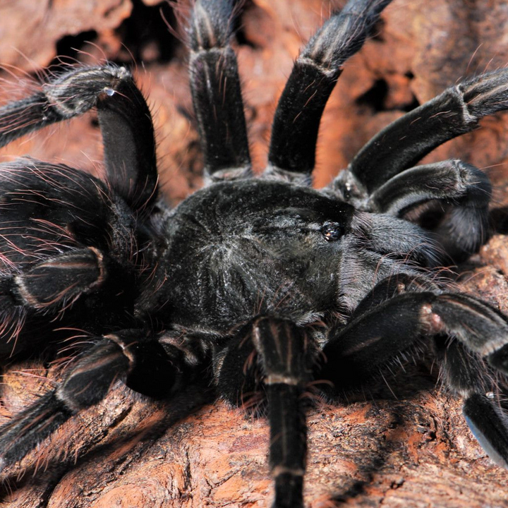 Pamphobeteus sp 'Costa' (Costa Purple Birdeater) 3.5" FEMALE