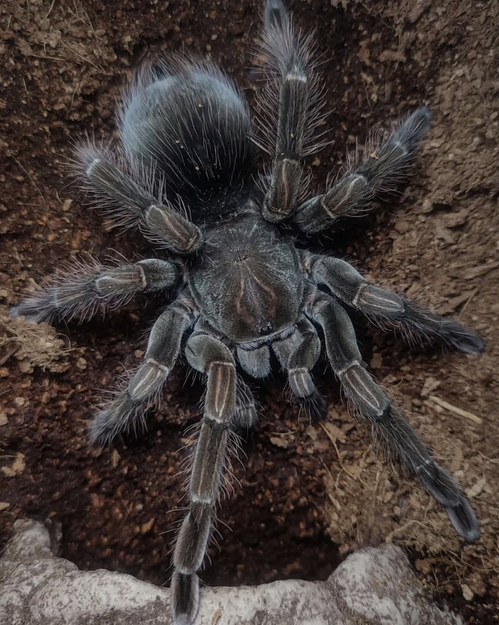 Pamphobeteus sp 'Flammifera' (Flame-Bearing Bird Eater) 1-1.5"