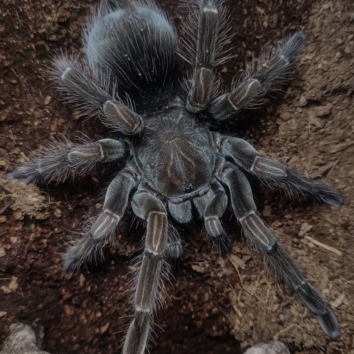 Pamphobeteus sp 'Flammifera' (Flame-Bearing Bird Eater) 1-1.5"