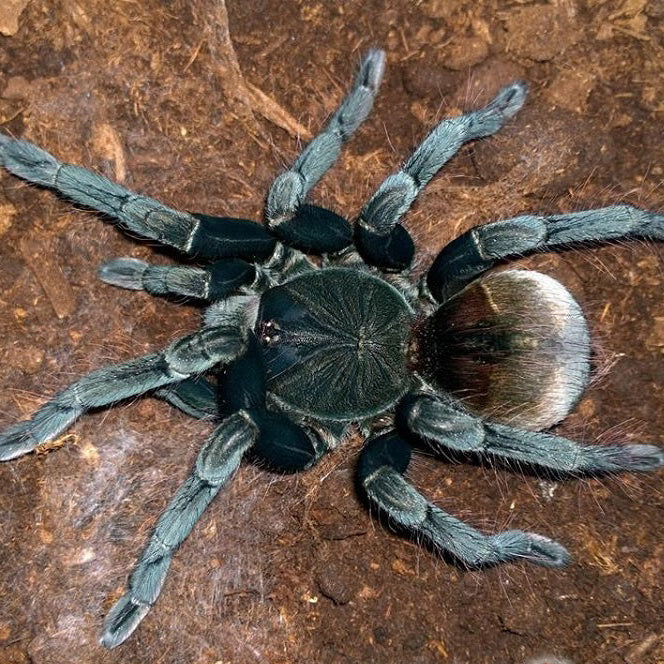 Pamphobeteus sp 'Santo Domingo Goliath' (Santo Domingo Goliath Birdeat ...