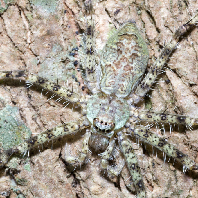 Pandercetes sp 'Guangxi' (Mossy Huntsman)