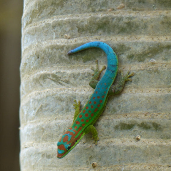 Phelsuma cepediana (Blue Tailed Day Gecko) BABY