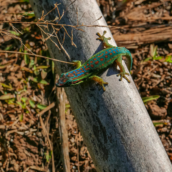 Phelsuma cepediana (Blue Tailed Day Gecko) BABY