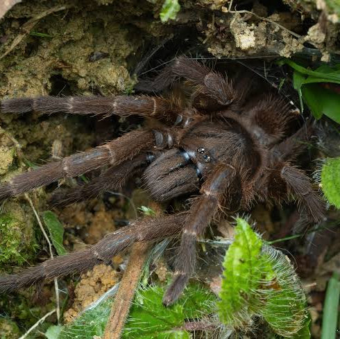 Phlogius sp 'Eunice'