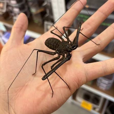 Phrynichus orientalis (Oriental Tail-less Whip)