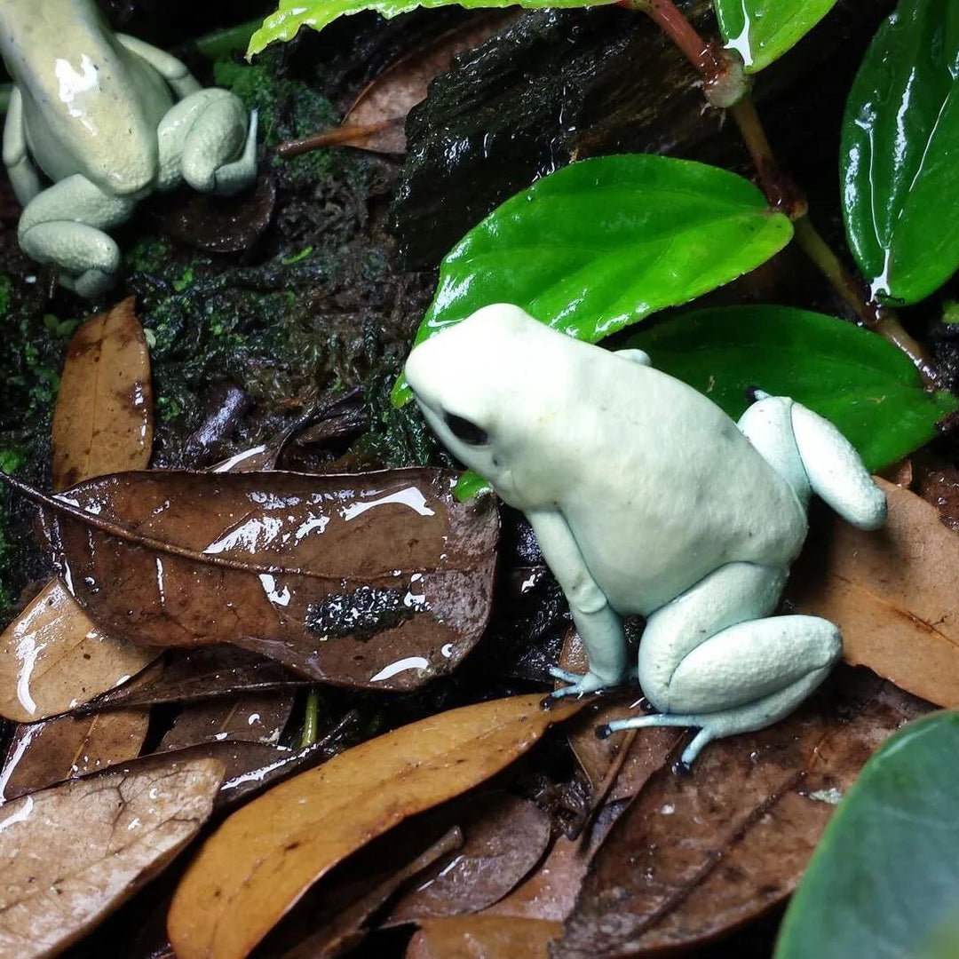 Phyllobates terribilis 'Mint' (Mint Dart Frog) Juveniles