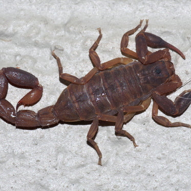 Pseudolychas ochraceus (Pygmy Thick-Tail Scorpion) – Spider Shoppe