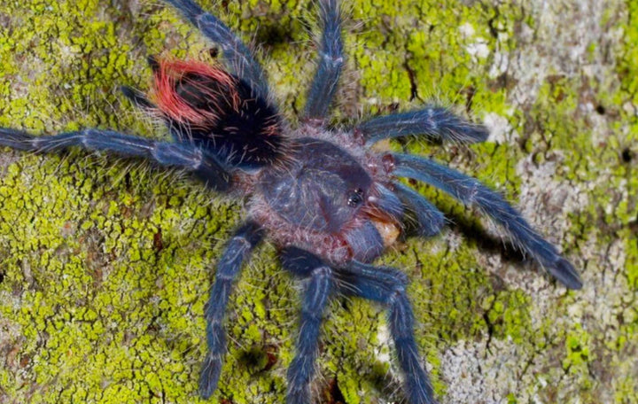 Phormictopus sp 'Sierra de Baoruco'