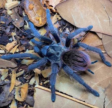 Phormictopus sp 'Sierra de Baoruco'