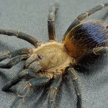 Load image into Gallery viewer, Pseudhapalopus sp &#39;Colombia&#39; (Colombian Purple &amp; Gold) 3&quot; FEMALE | 2&quot; MALE
