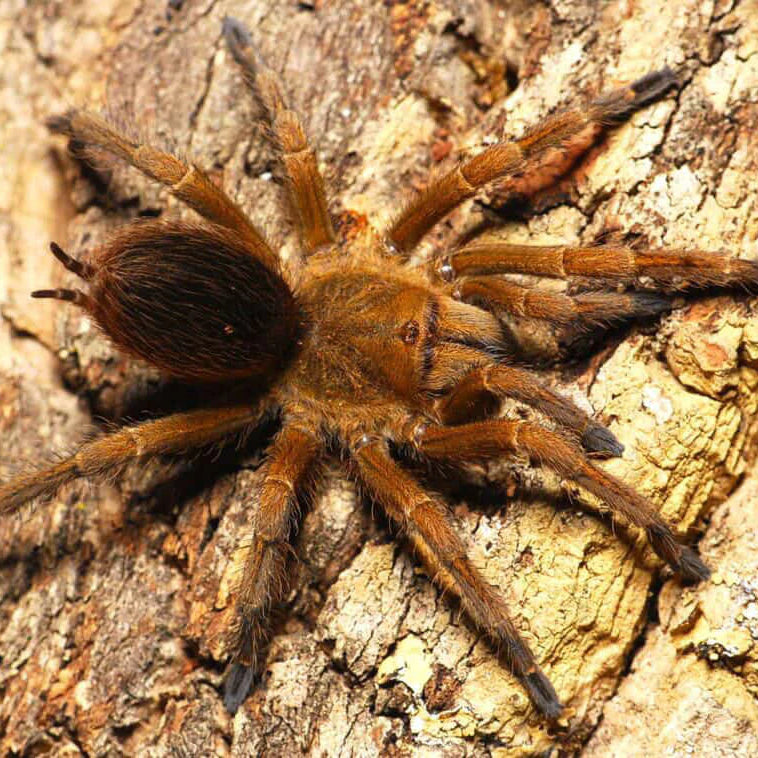 Spinosatibiapalpus sp 'Gitan' – Spider Shoppe